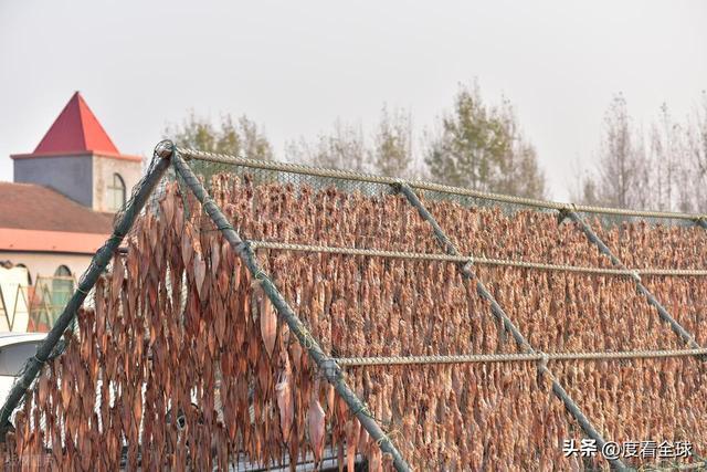 大姐靠日光晒鱼手艺3 个月赚出全年一半收入mg不朽情缘游戏网站登录不用添加剂！日照(图32)